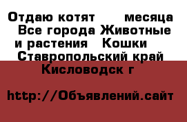 Отдаю котят. 1,5 месяца - Все города Животные и растения » Кошки   . Ставропольский край,Кисловодск г.